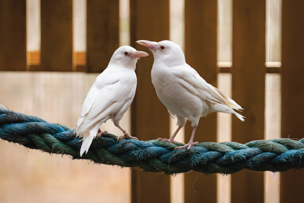 Nimpkish and Kokish the albino crows